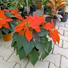 Poinsettia Çiçeği – Ponsetya - Atatürk Çiçeği - Euphorbia pulcherrima