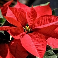 Poinsettia Çiçeği – Ponsetya - Atatürk Çiçeği - Euphorbia pulcherrima