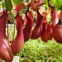 Nepenthes Alata – Et Obur Bitkisi