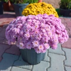 Kasımpatı Çiçeği Mix Saksıda Toz Pembe - Krizantem - Chrysanthemum - 35 lik saksı