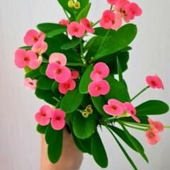 Dikenler Tacı Fidesi Pembe - Milli Çiçeği - Euphorbia