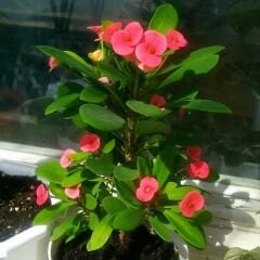 Dikenler Tacı Fidesi Pembe - Milli Çiçeği - Euphorbia