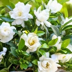 Gardenya Çiçeği Fidanı – Gardenia Jasminoides