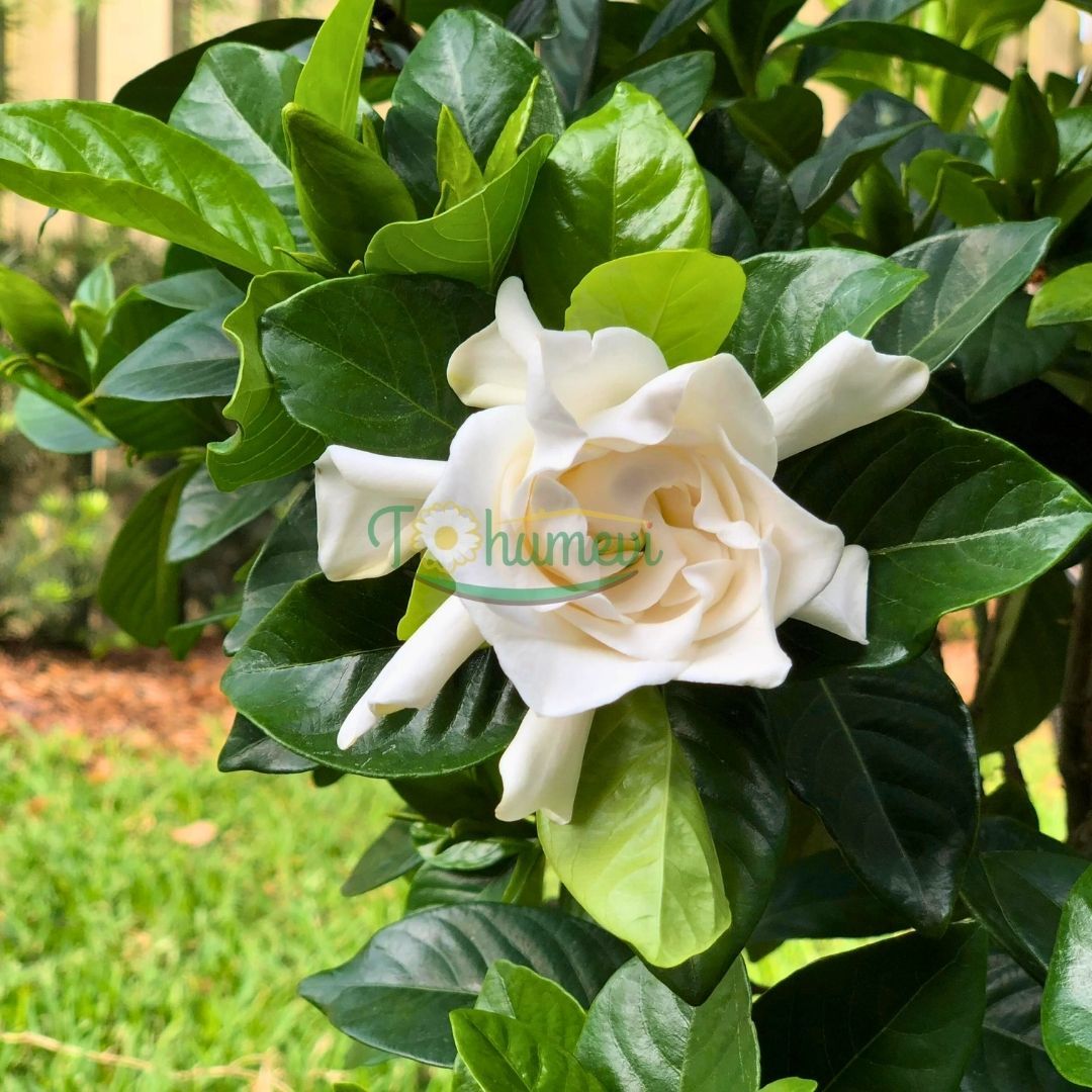 Gardenya Çiçeği Fidanı – Gardenia Jasminoides