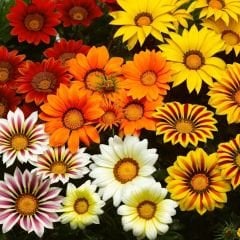 Gazanya Çiçeği Fidesi - Gazania – Koyun Gözü