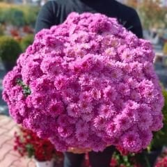 Kasımpatı Çiçeği Mix Saksıda Neon Pembe - Krizantem - Chrysanthemum - 35 lik saksı