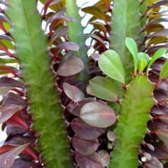 Kraliyet Süt Ağacı İthal - Euphorbia Trigona Rubra