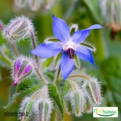 Hodan Otu Tohumu – Borage