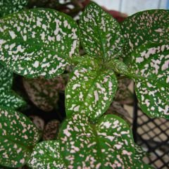 Hostes Çiçeği Fidesi Yeşil - Hypoestes phyllostachya