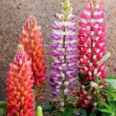 Lupine Çiçeği Tohumu – Gallery - Acı Bakla