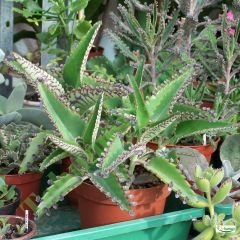 ﻿Aşkın Gözyaşları Çiçeği - Kalanchoe Daigremontiana