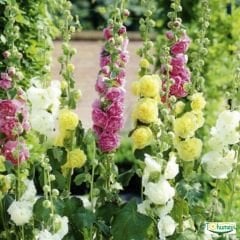 Gül hatmi Çiçeği Tohumu - Althaea Officinalis