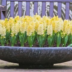 Yellow Stone Sümbül Soğanı Sarı – Hyacinthus