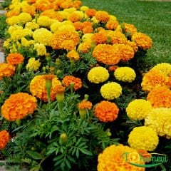 ﻿İri Kafa Kadife Çiçeği Tohumu - African Marigold