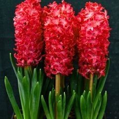 ﻿Jan Bos Sümbül Soğanı - Kırmızı - Hyacinthus