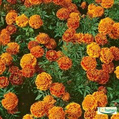 ﻿Karagöz Çiçeği Tohumu – Fransız Kadife Çiçeği – Tagates Patula
