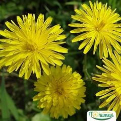 Karahindiba Tohumu - Taraksakum Officinale