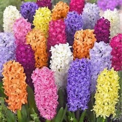 Sümbül Soğanı Karışık Renk – Hyacinthus Mix