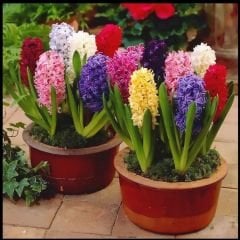 Sümbül Soğanı Karışık Renk – Hyacinthus Mix