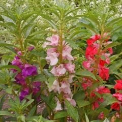 Kına Çiçeği Tohumu - İmpaties Balsamina