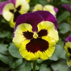 Hercai Menekşe Tohumu - Alacalı – Viola witrockania