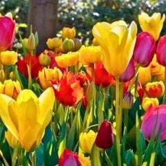 Lale Soğanı – Tulipa Mix Paket