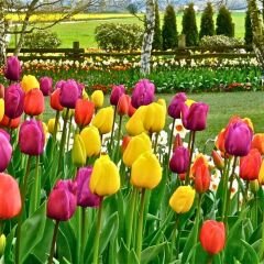 Lale Soğanı – Tulipa Mix Paket