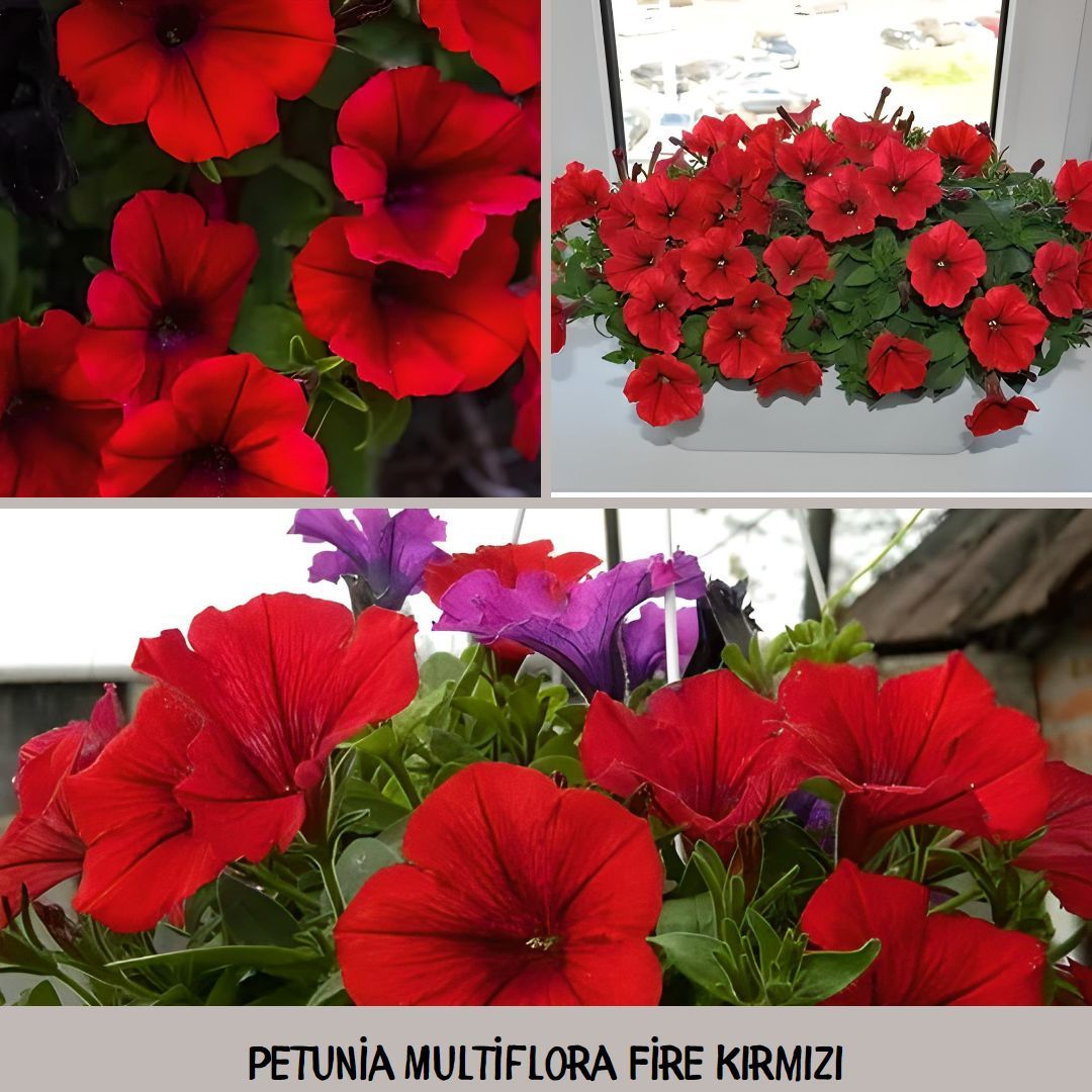 Kırmızı Kısa Petunya Tohumu -Petunia Multiflora Fire