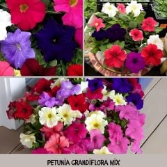 Kısa Petunya Tohumu Mix Paket - Petunia Grandiflora