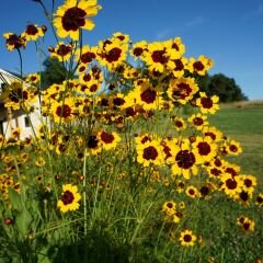 Kız Gözü Tohumu - Altın Tickseed - Coreopsis Tinctoria