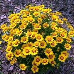 Kız Gözü Tohumu - Altın Tickseed - Coreopsis Tinctoria