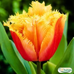Lambada Lale Soğanı – Tulipa
