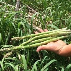 ﻿Kuşkonmaz Tohumu - Asparagus Officinalis