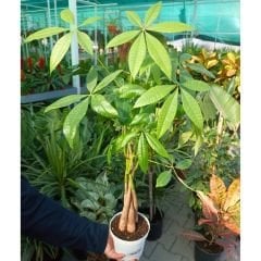 Pachira Aquatica Ağacı 60 cm - Paraya Ağacı