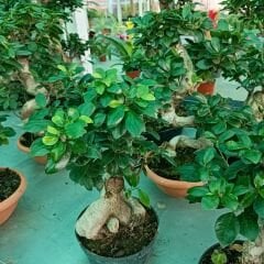 Ficus Ginseng Bonsai Ağacı İthal