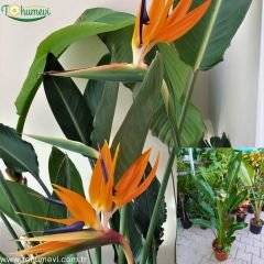 Strelitzia reginae 120 cm 2 li Dikim - Starliçe - Cüce Muz - Cennet Kuşu Turna Gagası