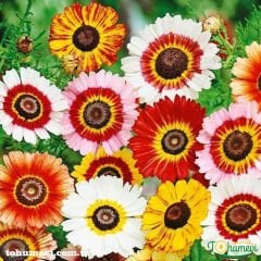 Üç Renkli Papatya Çiçeği Tohumu – Chrysanthemum Carinatum