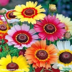 Üç Renkli Papatya Çiçeği Tohumu – Chrysanthemum Carinatum