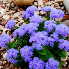 Mavi Vapur Dumani Çiçeği Tohumu - Ageratum Houstonianum