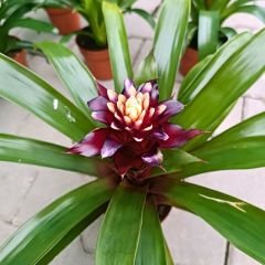 Guzmania Francesca 40 cm İthal