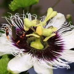 ﻿Çarkıfelek Çiçeği Tohumu - Passiflora Edulis - Maruçya Meyvesi