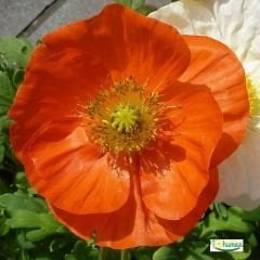 Gelincik Çiçeği Tohumu - Papaver Rhoeas