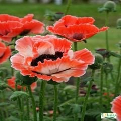 Gelincik Çiçeği Tohumu - Papaver Rhoeas