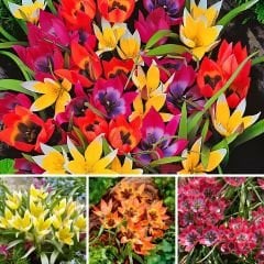 Botanik Lale Mix - Botanical Tulips 20 adet + Allium Small Flowering Mix soğanı 20 adet