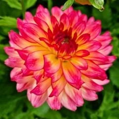 Armateras Dev Dahlia Yıldız Çiçeği Kök - Dalya - Patates Çiçeği - Pembe ebruli