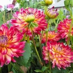 Armateras Dev Dahlia Yıldız Çiçeği Kök - Dalya - Patates Çiçeği - Pembe ebruli