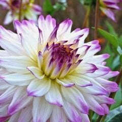 Hapet Blue Eyes Dev Dahlia Yıldız Çiçeği Kök - Dalya - Patates Çiçeği  - Lila Beyaz Ebruli