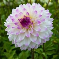 Hapet Blue Eyes Dev Dahlia Yıldız Çiçeği Kök - Dalya - Patates Çiçeği  - Lila Beyaz Ebruli
