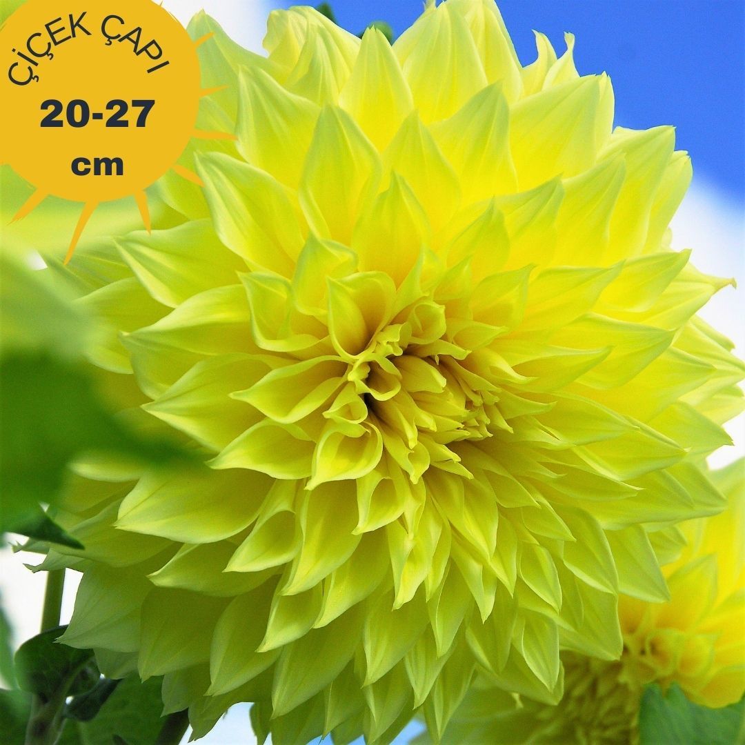 Kelvin Floodlight Dev Dahlia Yıldız Çiçeği Kök - Dalya - Patates Çiçeği  - Kanarya Sarı