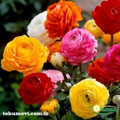 Ranunculus - Düğün Çiçeği Kök Soğanı